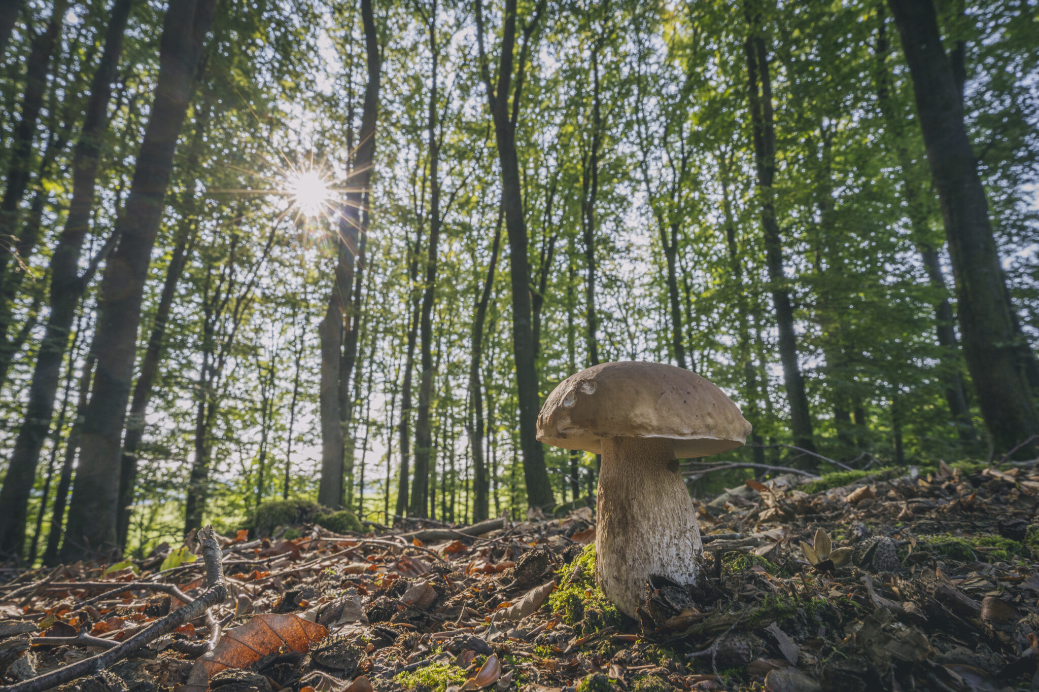 Promenade Champignons - photo 18