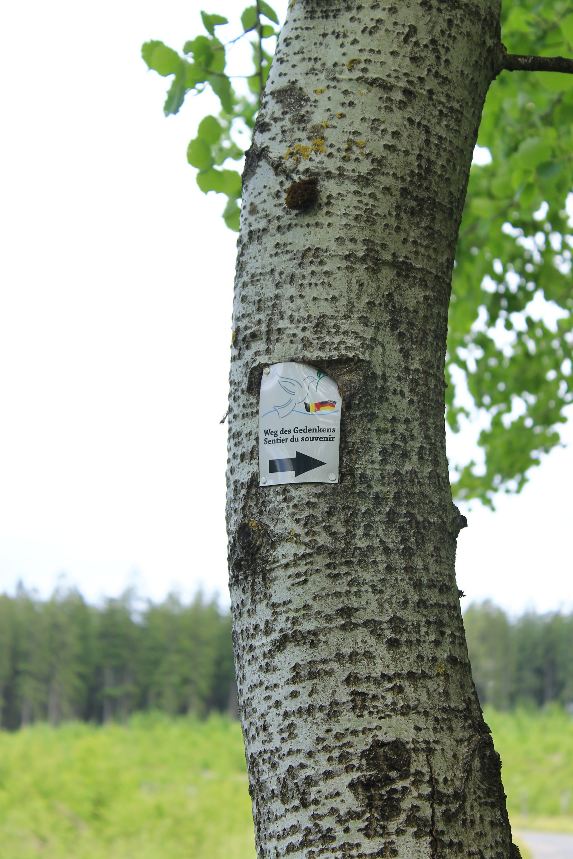 Historical hiking trail - Waimes Hautes Fagnes - photo 18