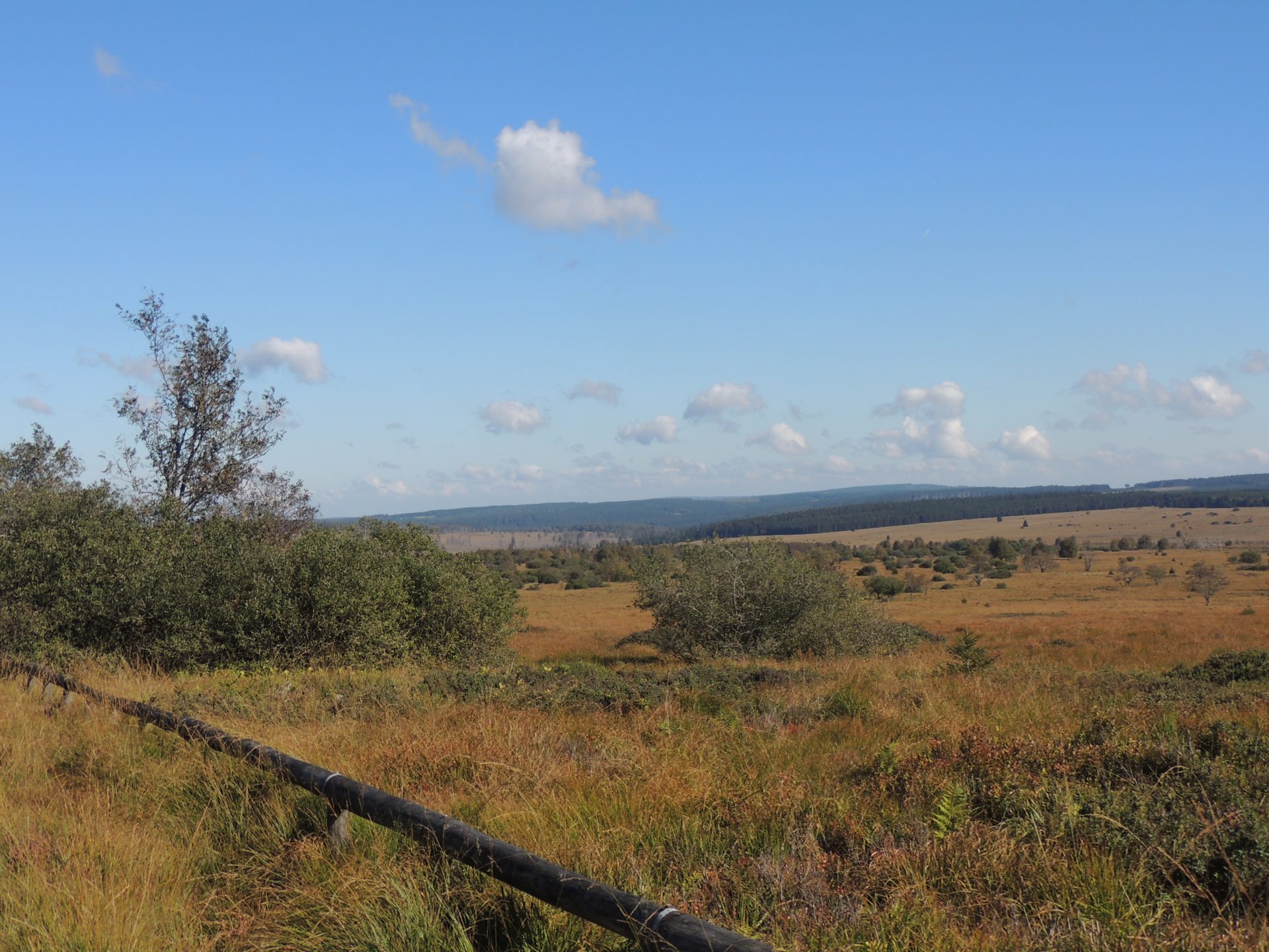 In het Veen van Sourbrodt  - Waimes Hautes Fagnes - photo 75