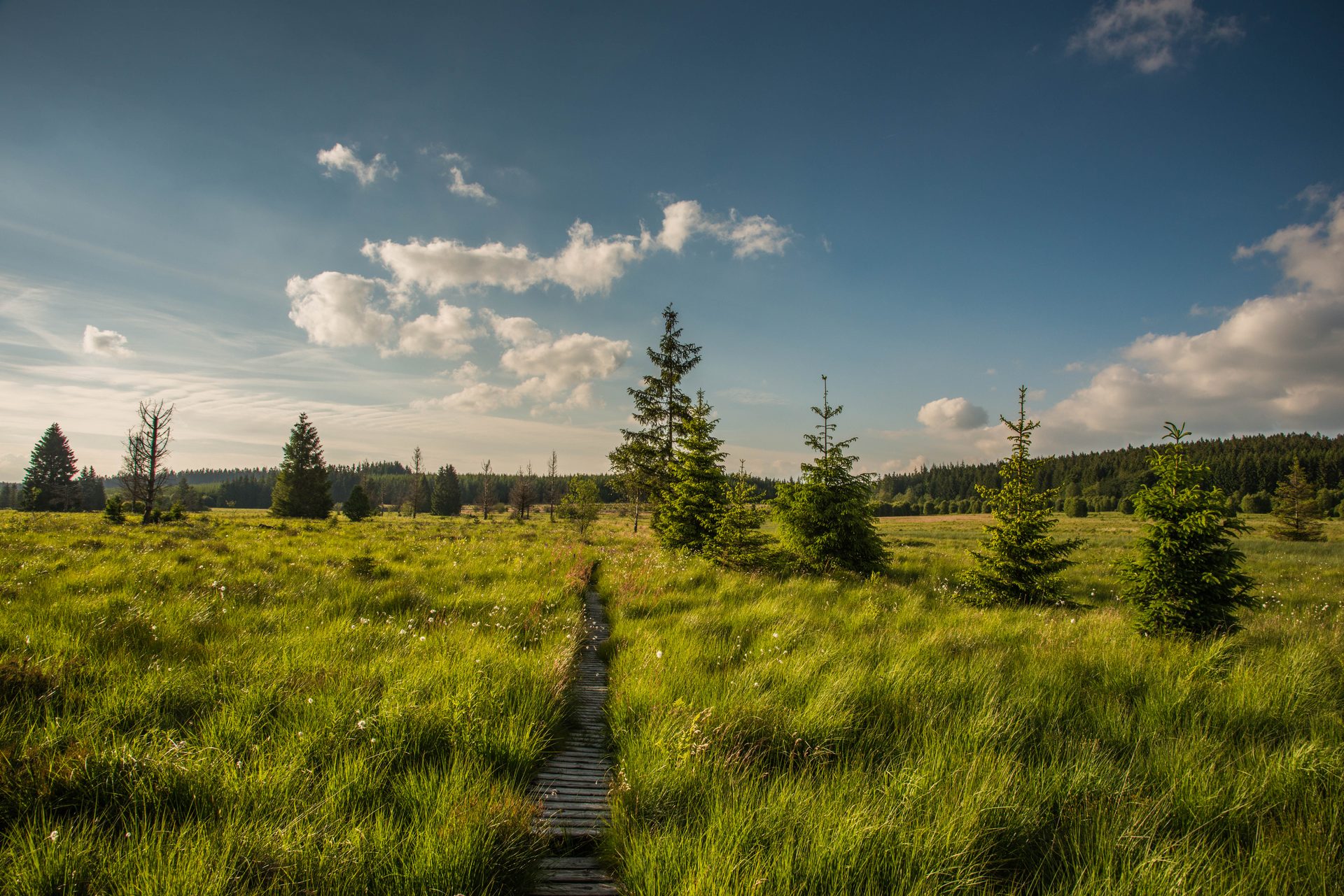 Over heuvels en door dalen - Waimes Hautes Fagnes - photo 42