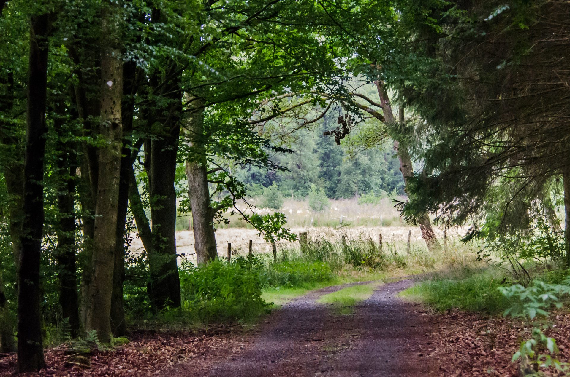 Sur les versants de la Warchenne - Waimes Hautes Fagnes - photo 27