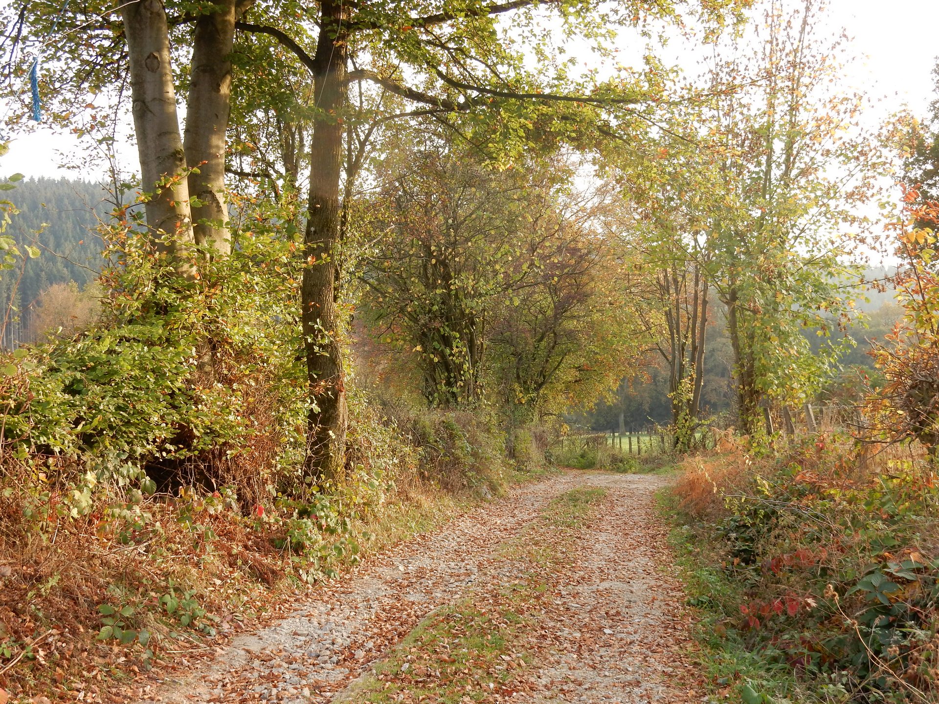 An den Hängen der Warchenne - Waimes Hautes Fagnes - photo 18