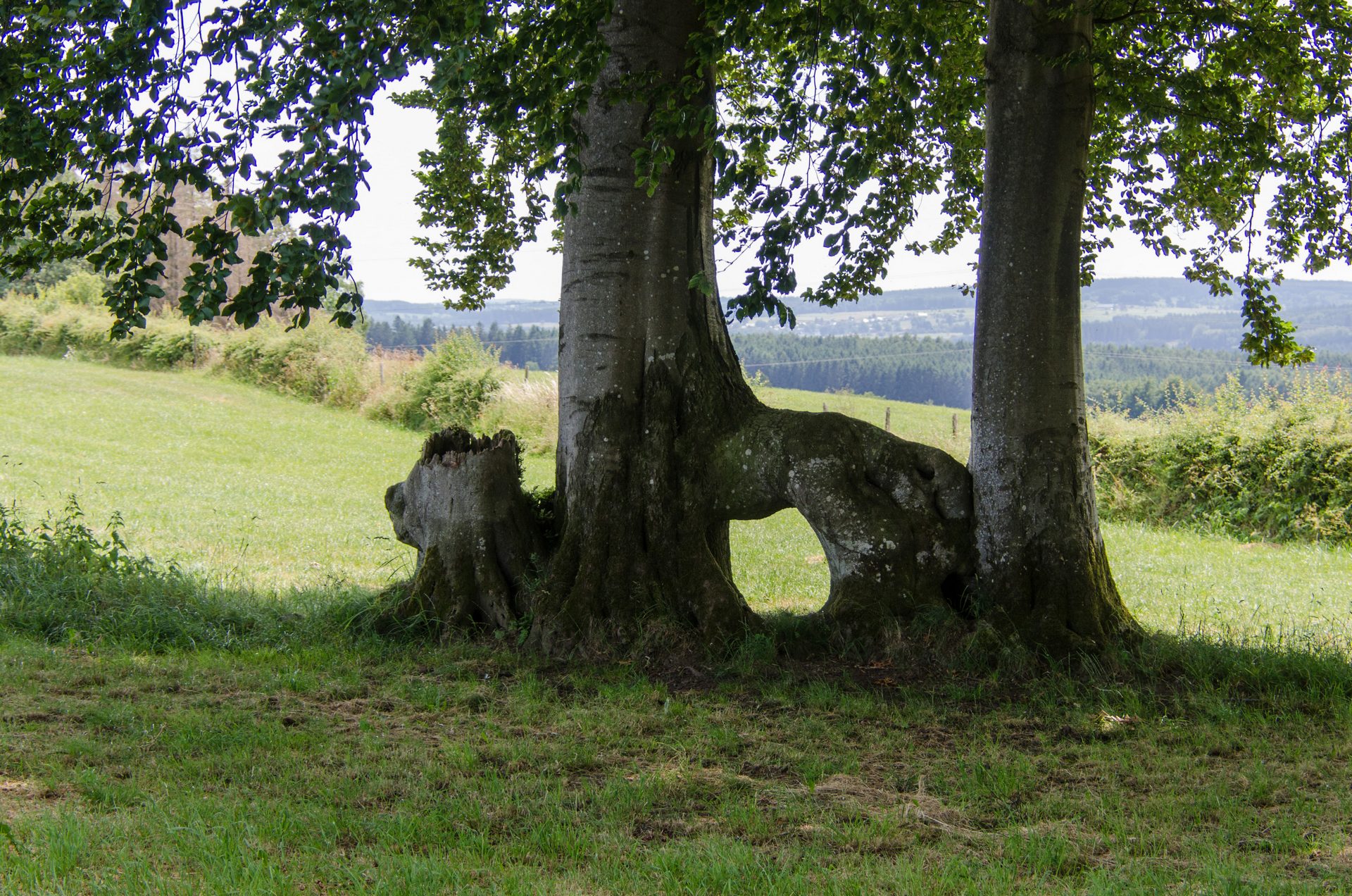 Op de hoogten van Faymonville - Waimes Hautes Fagnes - photo 18